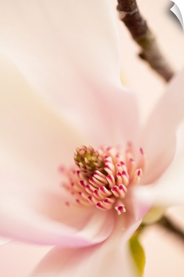 Spring Magnolia Blossom