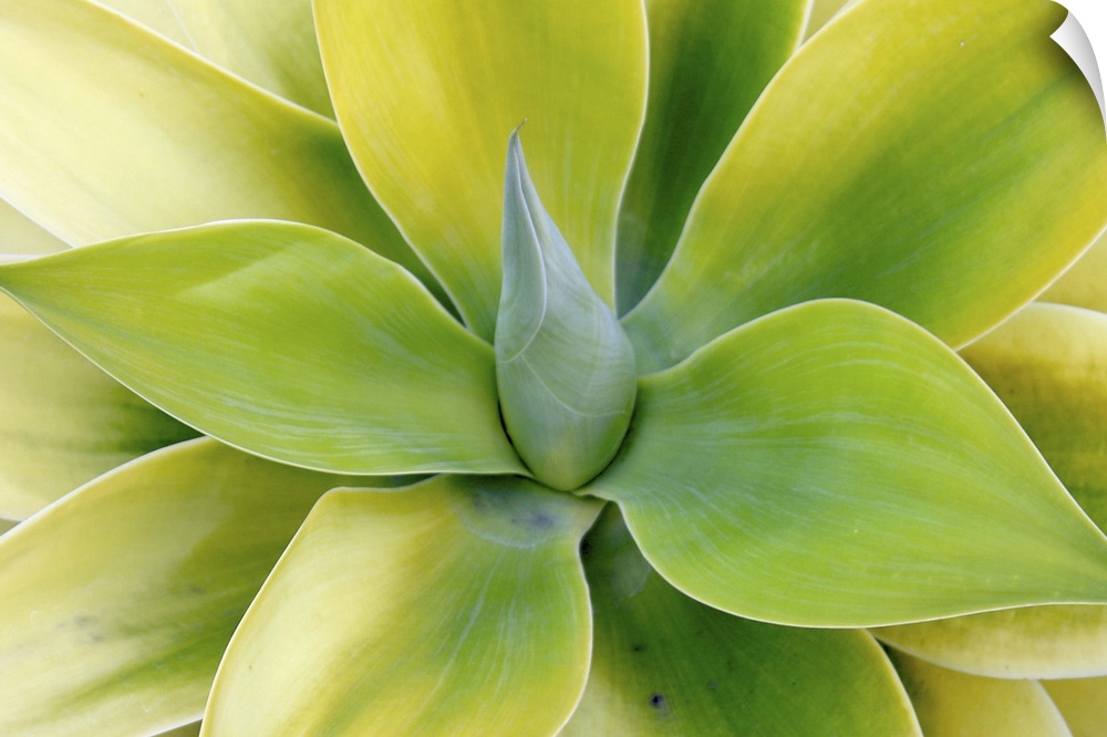 Close up photograph of the center of a green succulent plant with broad pointed leaves.