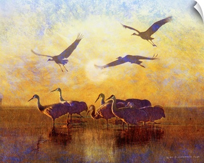 Sunrise Cranes