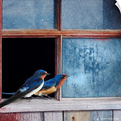 Swallows Window