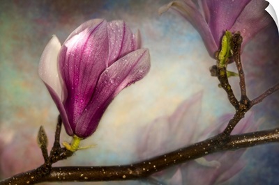 Textured Saucer Magnolias