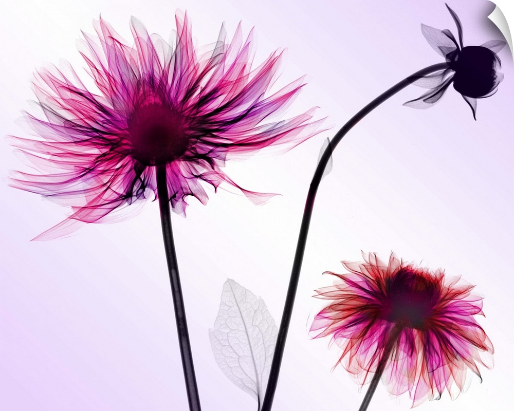 Fine art photograph using an x-ray effect to capture an ethereal-like image of dahlias.