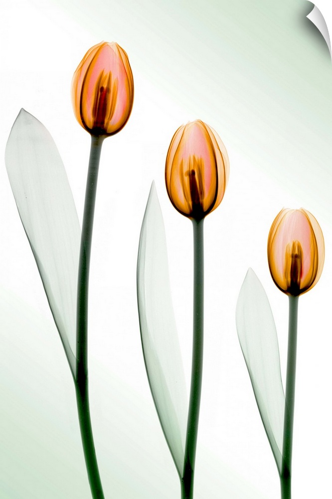 Fine art photograph using an x-ray effect to capture an ethereal-like image of tulips.