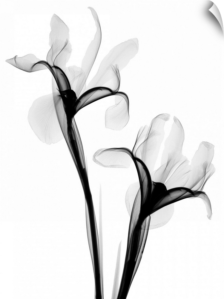 Fine art photograph using an x-ray effect to capture an ethereal-like image of irises.