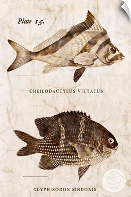 Vintage Fish I