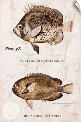 Vintage Fish II
