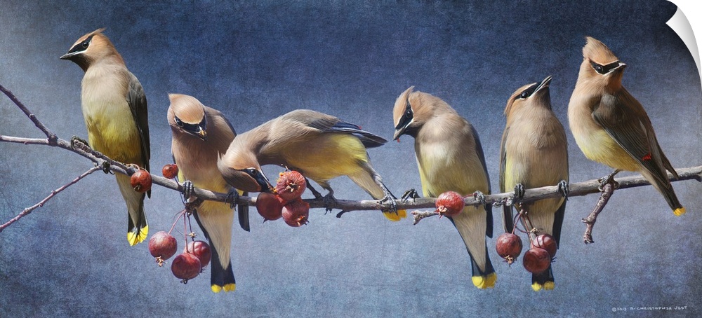 Contemporary artwork of a waxwings perched on a tree branch.