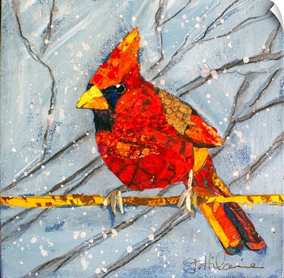 Winter Cardinal Male