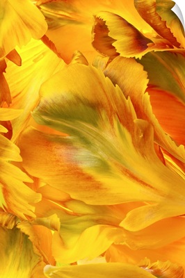 Yellow Tulip Petals I