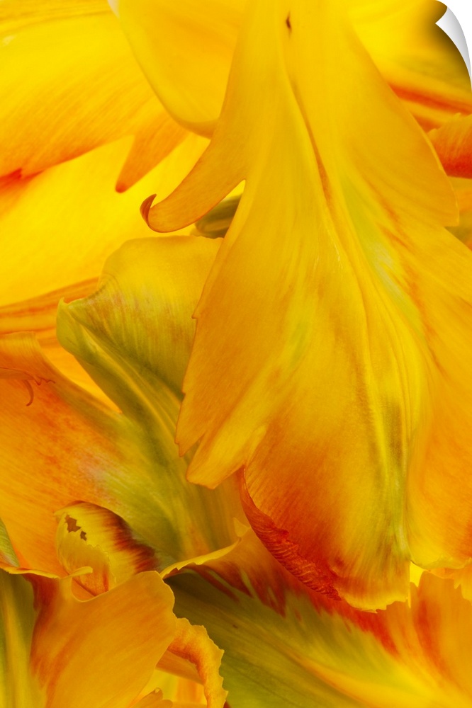 Yellow Tulip Petals II