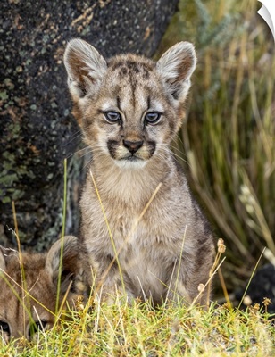 A Furry Puma Cub Is Curious