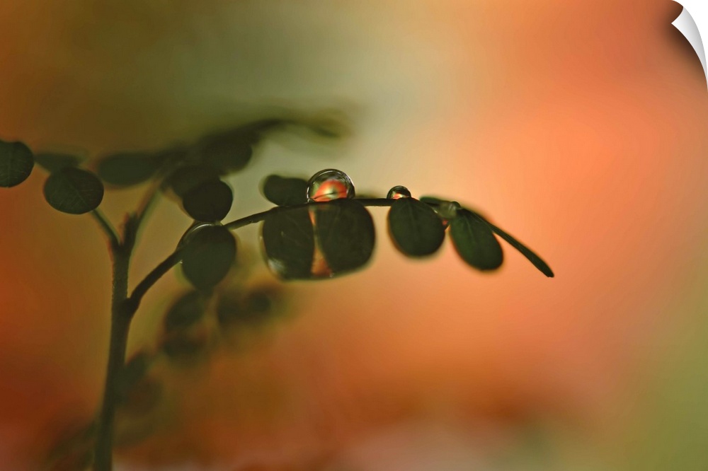 A macro photograph of a water droplet sitting on the edge of a silhouetted flower petal.