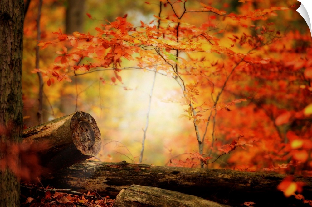 Bright forest in autumn