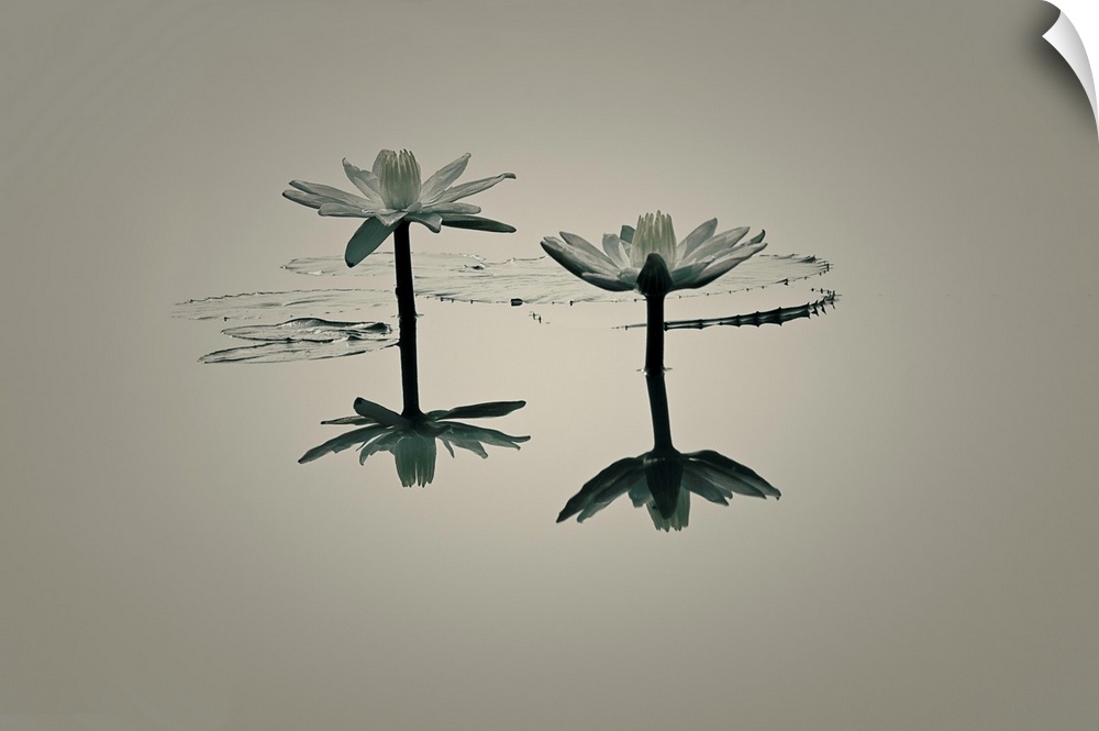 Black and white image of two white lotus flowers reflecting onto still water.