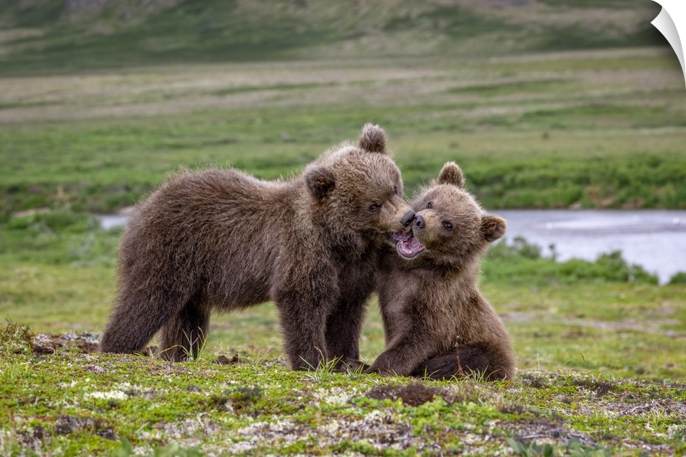 Brown bear cubs at play, Katmai National Park, Alaska, USA