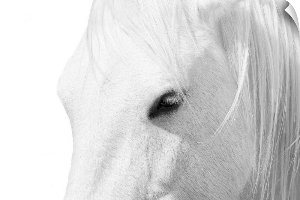 Closeup artwork of the head of a horse.