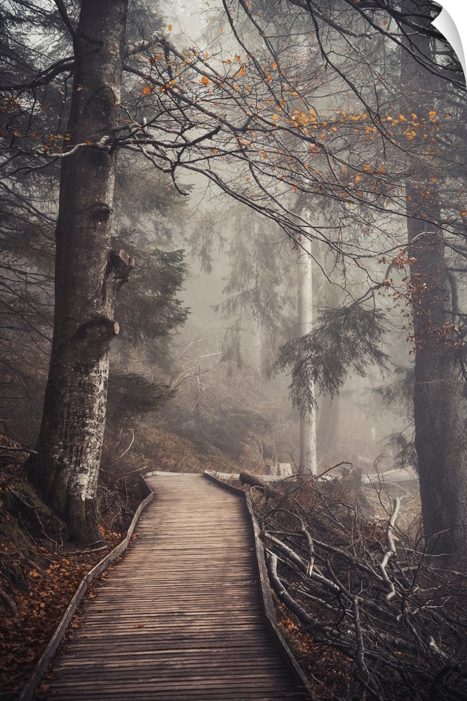 Foggy path in the forest