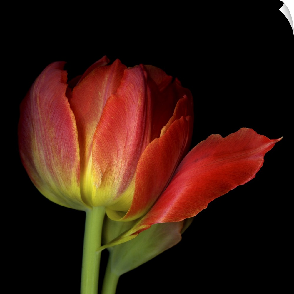 Double red tulip