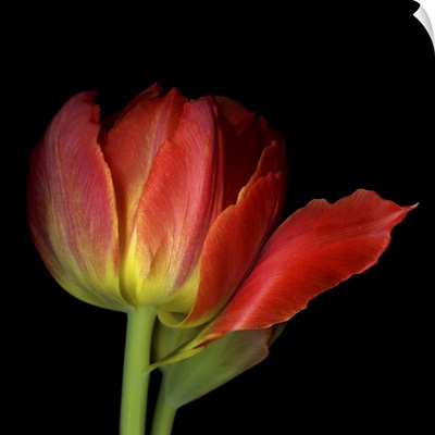 A Single Red Tulip