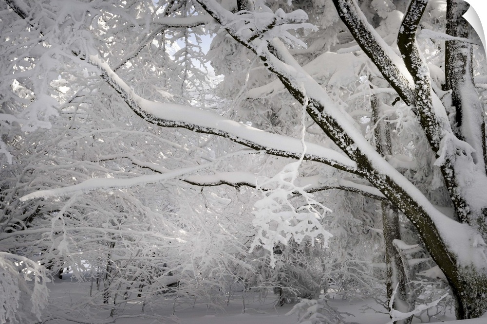 A photograph of a forest covered in fresh snowfall.