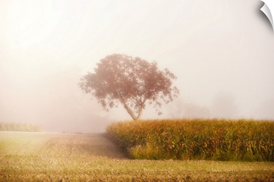 A Tree In The Mist