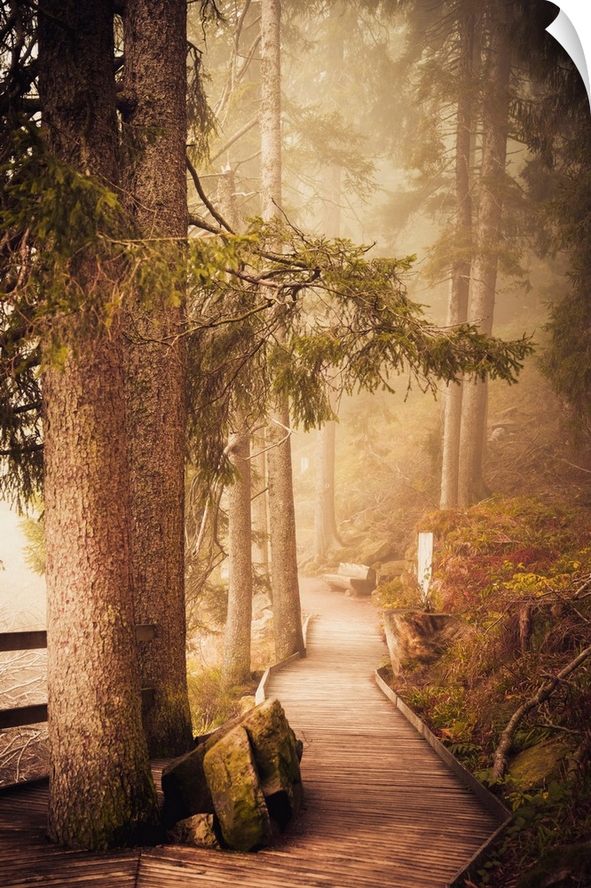 Wooden path in a misty forest