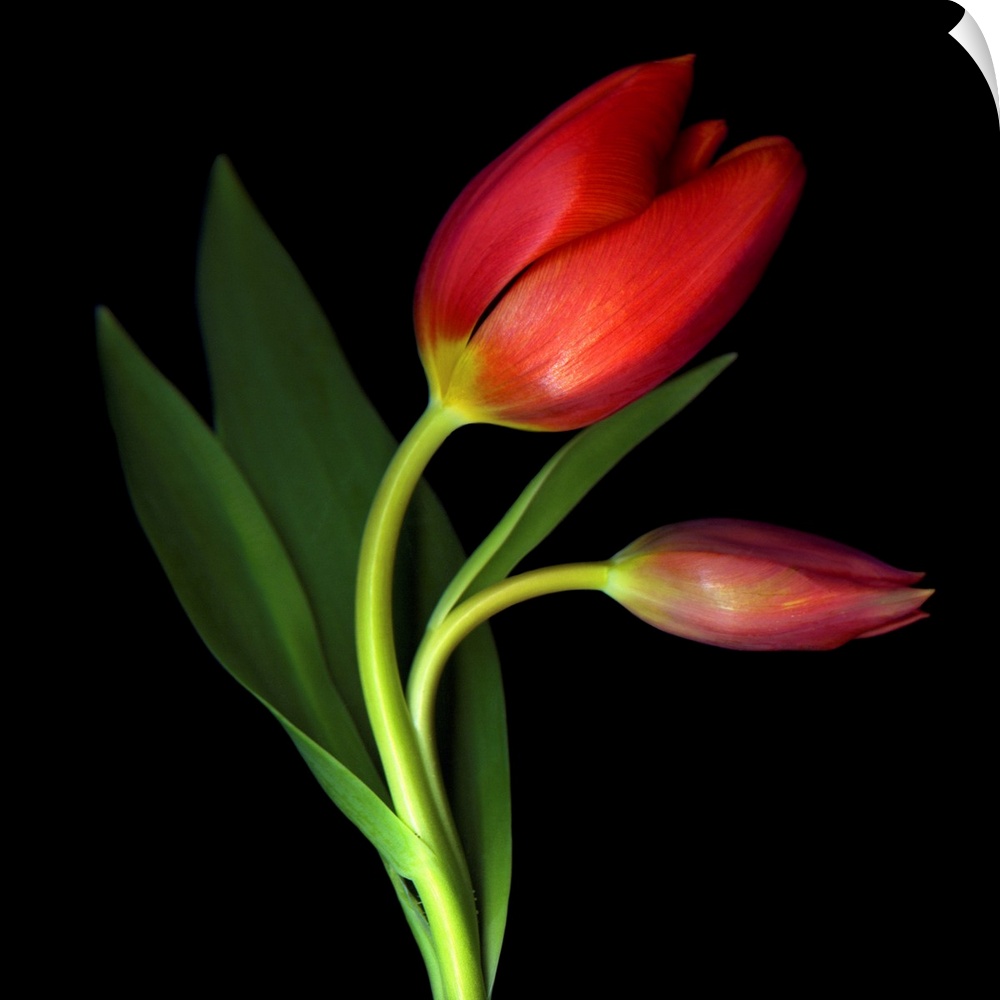 A still photograph taken of two red tulips against a black background. One tulip has begun to bloom while the other has not.