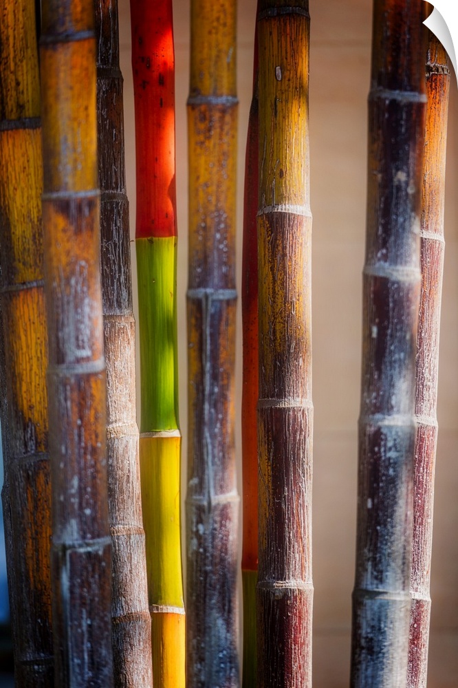 Several colorful bamboos