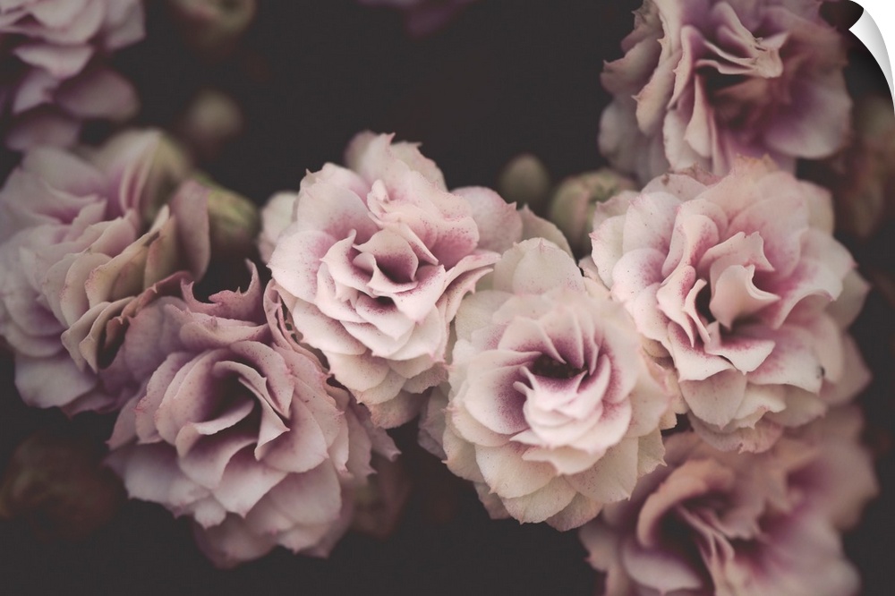 Dreamlike photograph of pink and white flowers clustered together on a dark background.