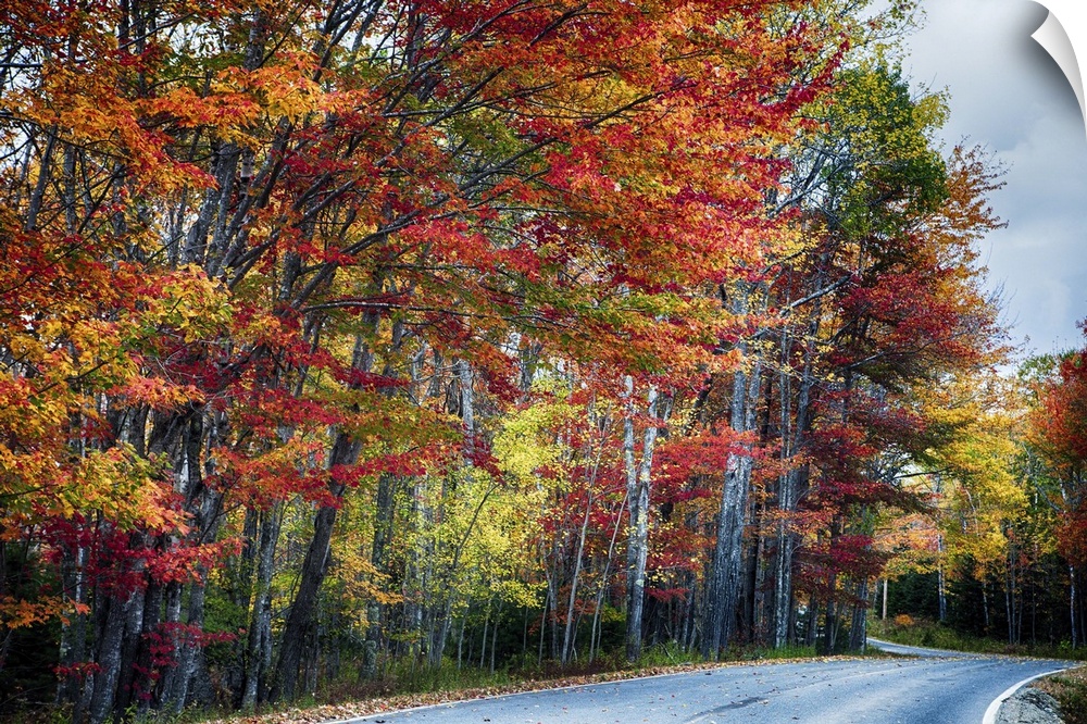 A road along the edge of a forest with colorful trees in fall colors in Acadia, Maine.