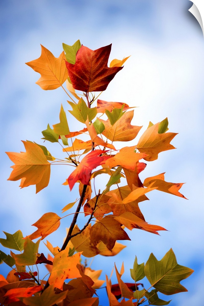 A photograph of autumn leaves on a branch against a blue sky.