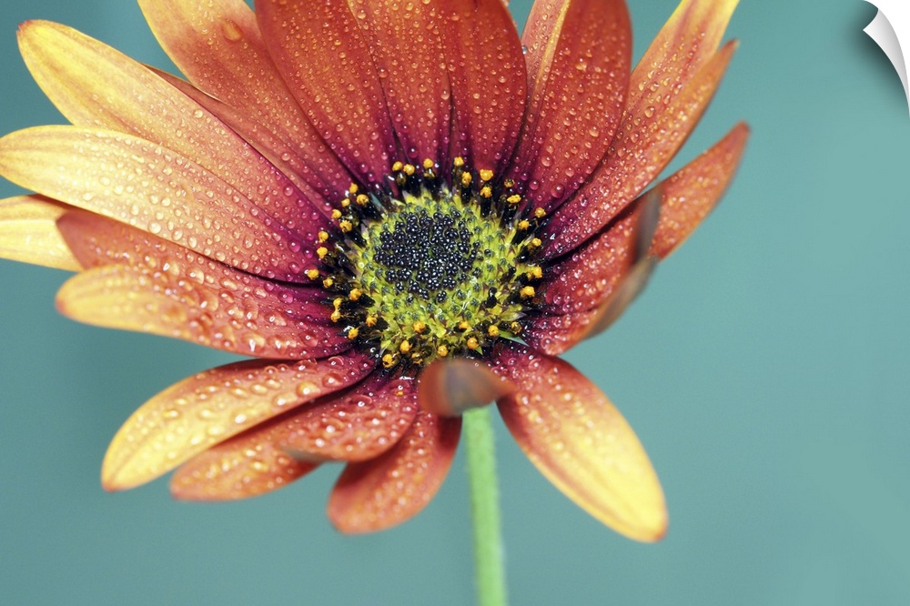 Drops of water on the petals of an African daisy.