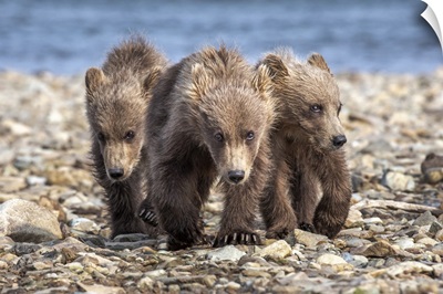 Alaska, Katmai National Park, Brown Bear