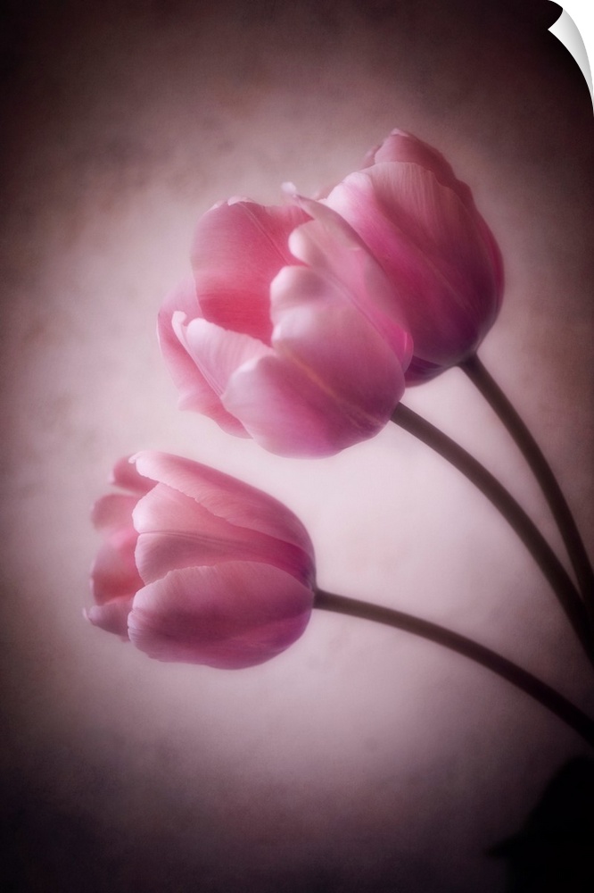 Tulips with the addition of a photo texture