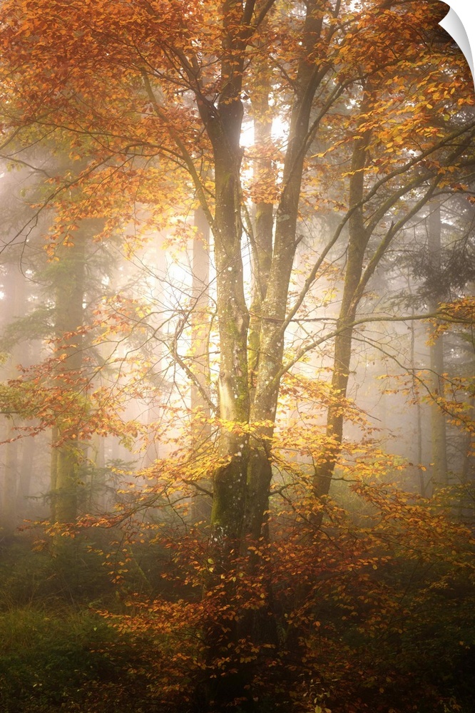 Thick fog in a forest of slender trees with orange leaves.