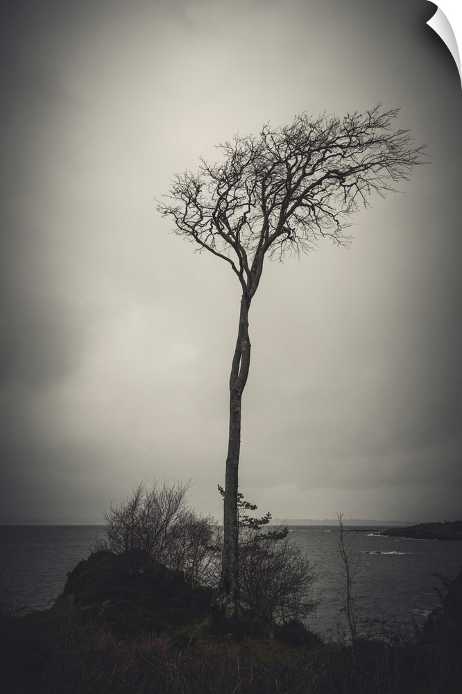 Dark photo of a tree by the water