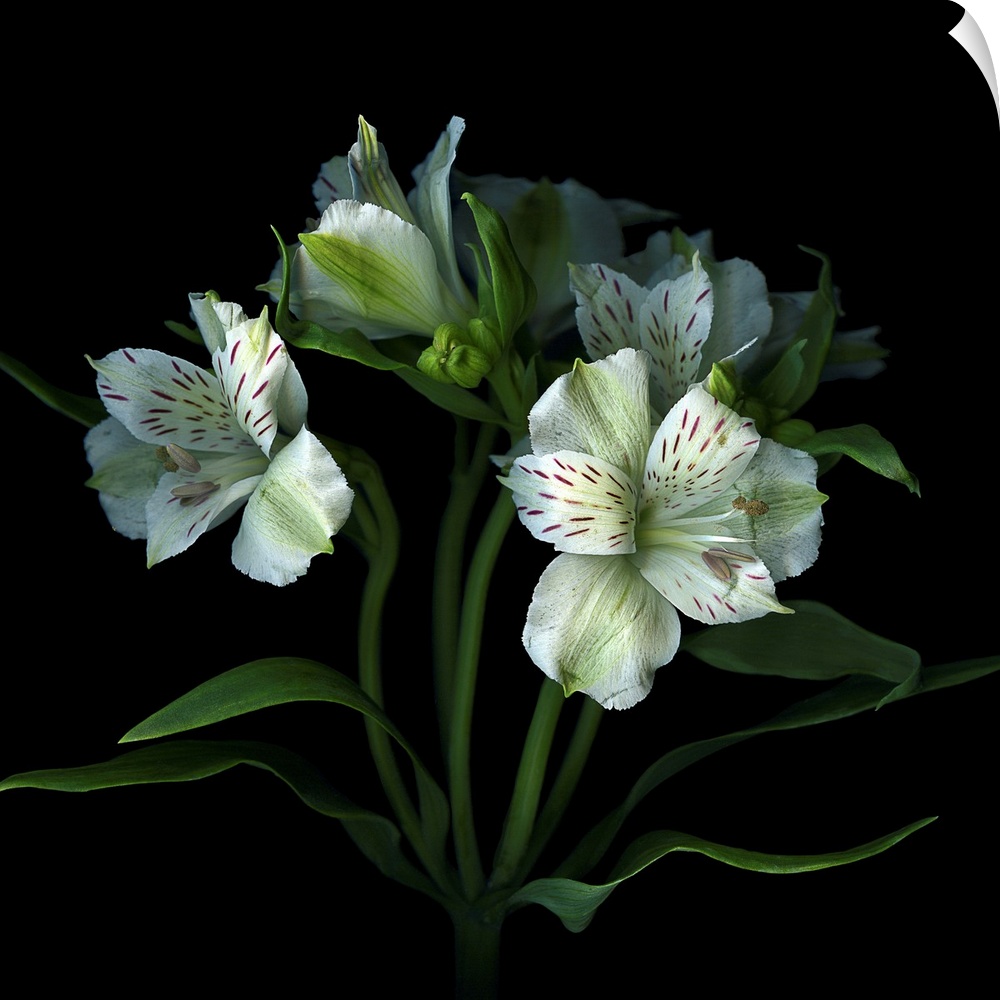 White alstroemeria flowers, la belle blanche.