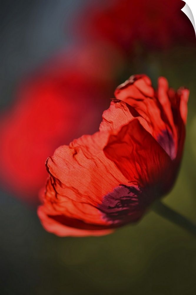 Closeup of a red poppy in my garden.