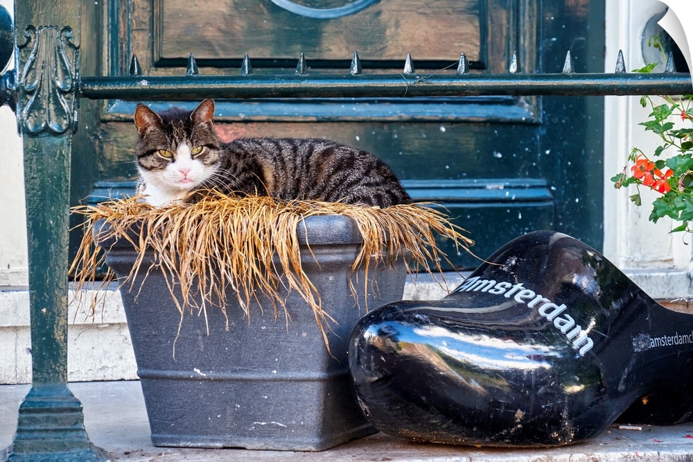 Cat resting at a house entrance next to a Dutch Clogs, Amsterdam, Netherlands.