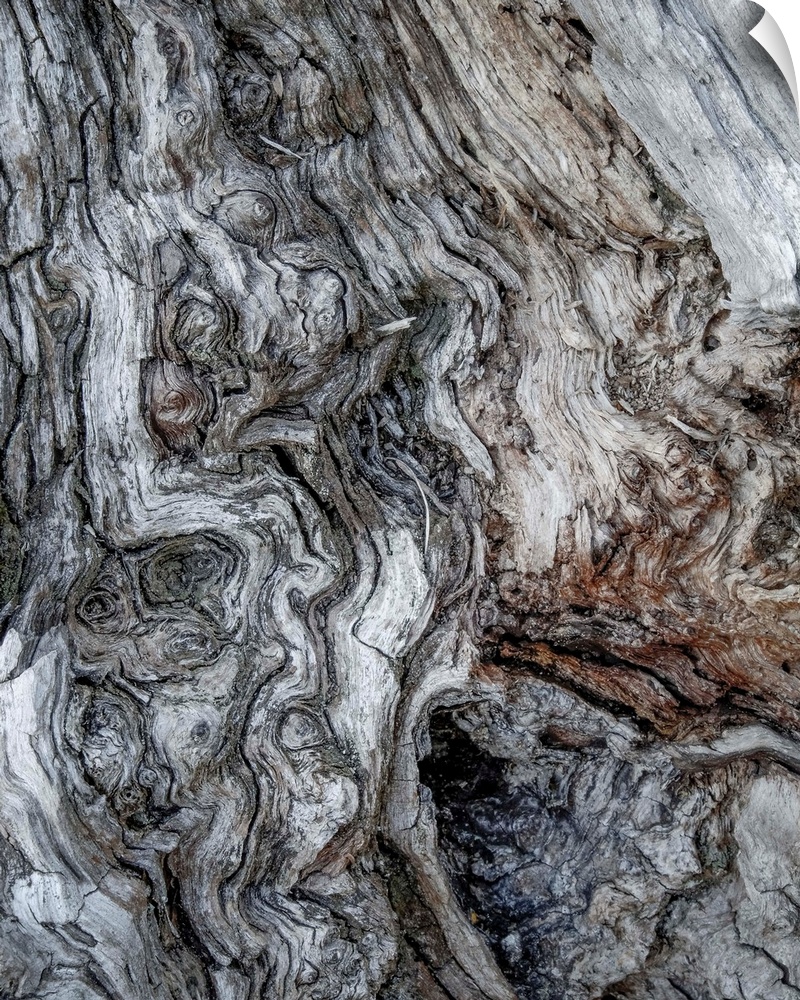 Fine art photo of gnarled bark on an old tree, close up.