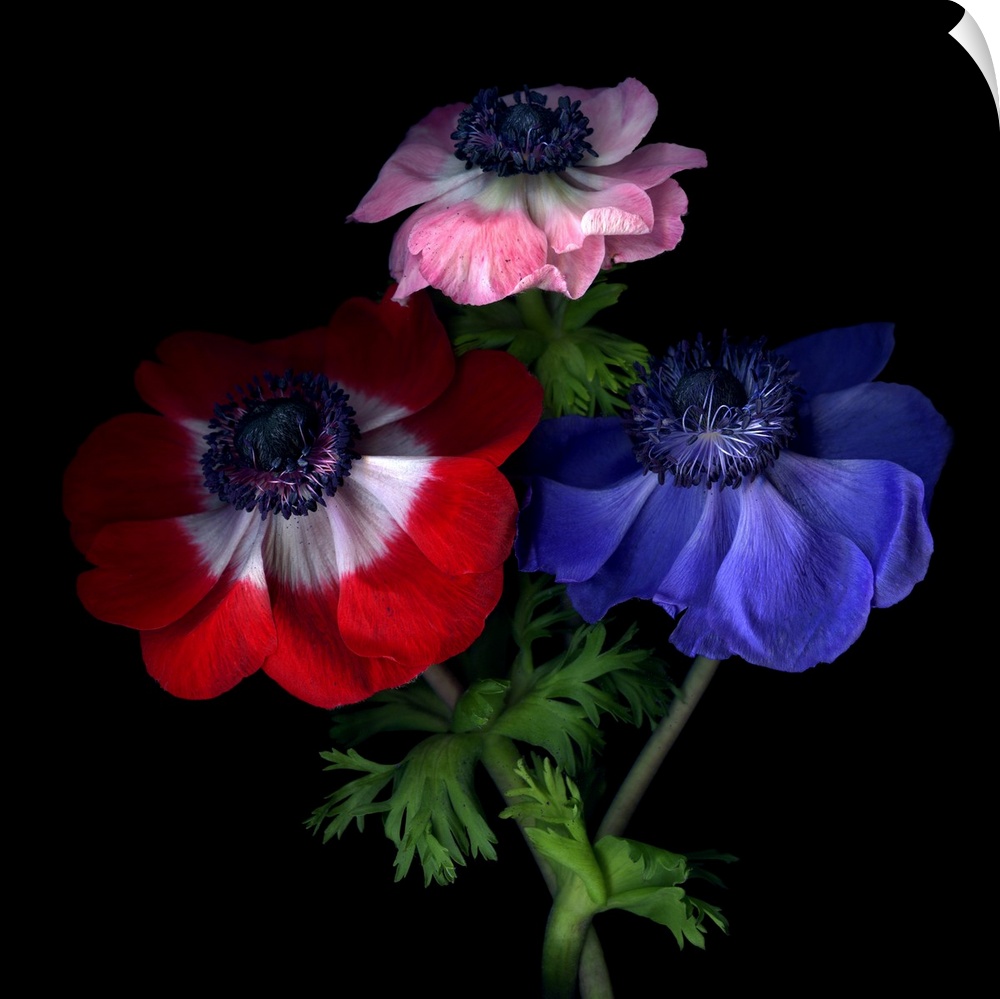 Red, pink and blue anemone flowers.