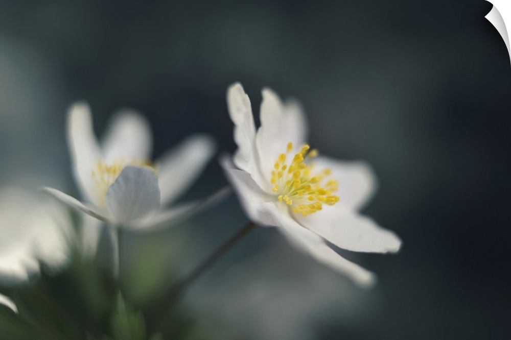 Two small white flowers on a bokeh background.