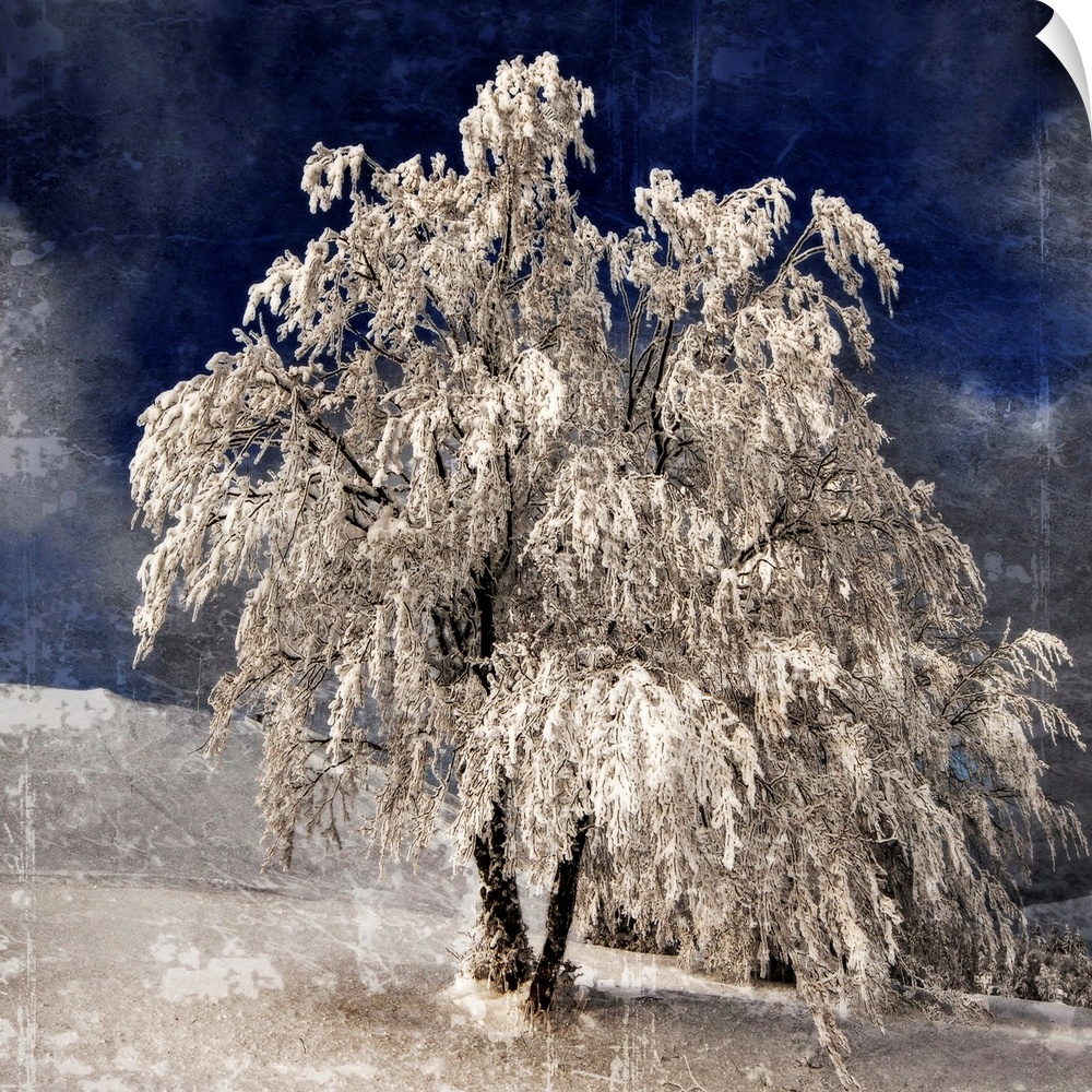 A frozen tree with a photo texture
