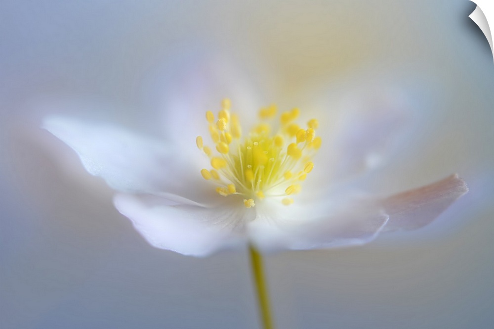 Soft focus macro image of a white flower with bright yellow in the middle.
