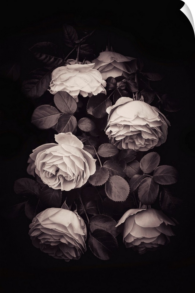 Roses close up with sepia vintage processing