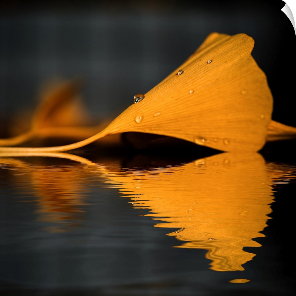 Reflection of a yellow gingko leaf