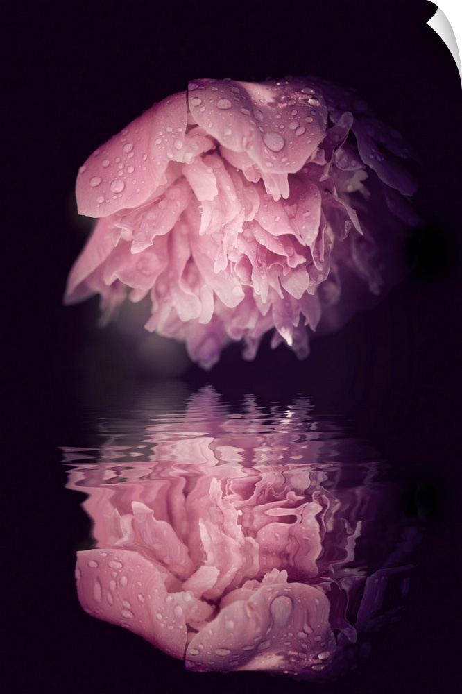 Peony is reflected in water