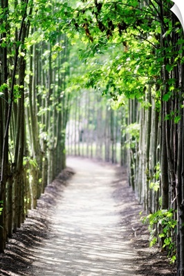 Arbor Path