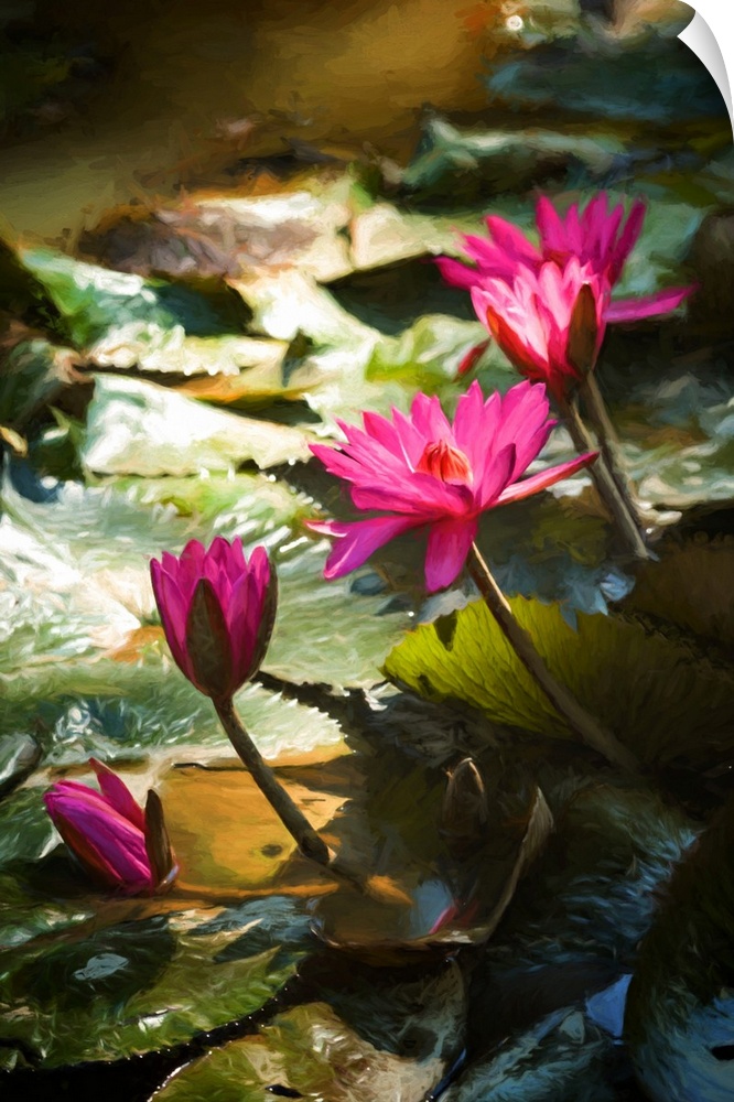 Water lily flowers between shadow and light
