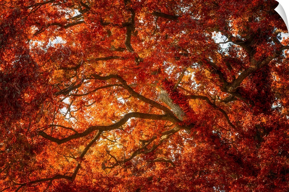 Red foliage of an oak tree in autumn